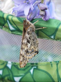 a moth sitting on top of a green and white cloth next to purple flower petals