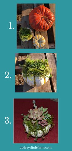 four different types of pumpkins and succulents are shown in three pictures