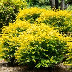 a bush with bright yellow flowers in the middle of a park area, surrounded by grass and trees