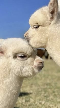 two white llamas standing next to each other on a grass covered field with blue sky in the background