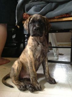 a brown and black dog sitting on the floor