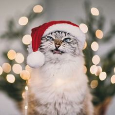 a cat wearing a santa hat with its mouth open and eyes wide open in front of christmas lights