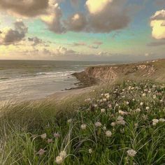 the beach is covered with grass and flowers