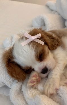 a small brown and white dog laying on top of a bed with a pink bow