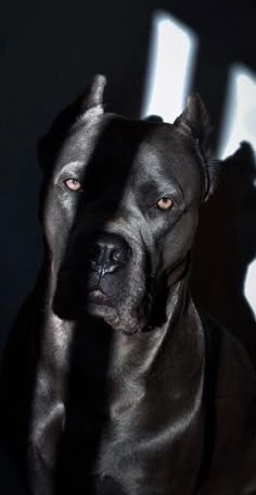 a large black dog sitting on top of a floor next to a wall with light coming through it