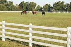 three horses grazing in a field behind a white fence