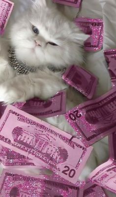 a white cat laying on top of pink money