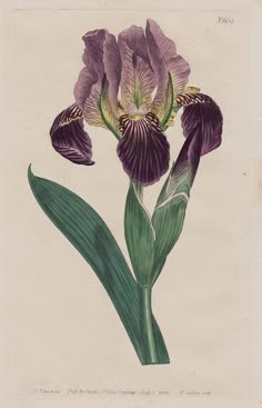 a drawing of a purple flower with green leaves on the bottom and one large flower in the middle