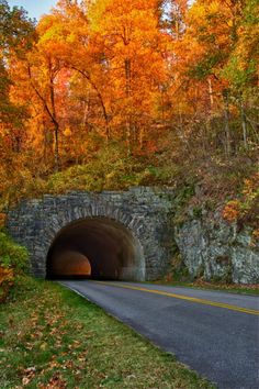 a road going into a tunnel in the middle of trees with fall foliage around it