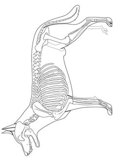 an animal skeleton is shown in black and white, with the ribs exposed to show bones