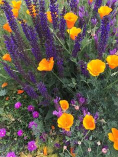 an assortment of wildflowers and other flowers in a garden area with purple and orange colors