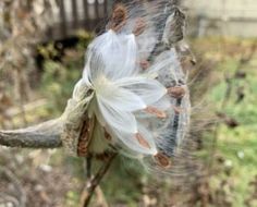 a white flower with brown spots on it