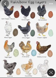 a bunch of different types of chickens on a white background with the words rainbow egg layers