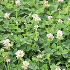 small white flowers and green leaves in the grass