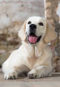 a white dog laying on the ground with its tongue out and it's tongue hanging out