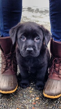 a black puppy sitting in front of someone's feet wearing brown boots and blue jeans