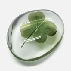 a four leaf clover in a glass bowl