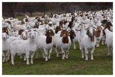 a herd of goats standing on top of a lush green field next to a fence