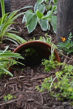 a potted plant in the middle of some dirt and plants growing out of it