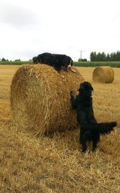 two dogs are playing with a bale of hay