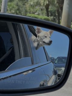 a dog sticking its head out the window of a car looking at it's reflection