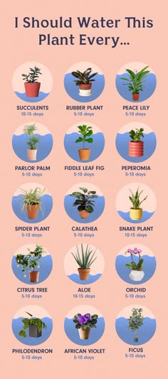 a poster showing different types of plants in pots with the words i should water this plant every