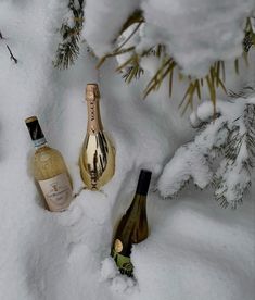 two bottles of wine sitting in the snow next to some pine needles and branches with snow on them