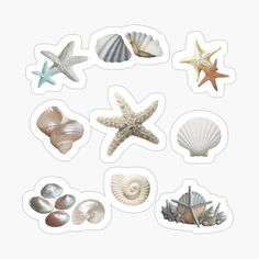 seashell aesthetic Sticker for Sale by plumii Sticker Prints Aesthetic, Sea Aesthetic Sticker, Cute Stickers For Scrapbook, Sea Shell Sticker, Sticker For Water Bottle, Cute Beach Stickers, Sticker Art Aesthetic, Things To Put Stickers On, Cute Scrapbook Stickers