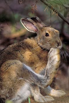 a rabbit sitting on its hind legs in the woods