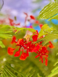 the red flowers are blooming on the green leaves in the background is a blue sky