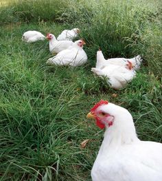 some white chickens are laying in the grass