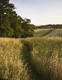 a path in the middle of a field with tall grass and trees on either side