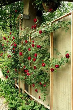 red roses growing on the side of a fence