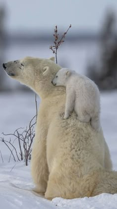 an adult polar bear is sitting on top of a baby polar bear in the snow