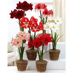 red, white and pink flowers in baskets on a table