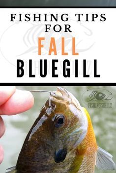 a person holding a fish with the caption fishing tips for fall blueglil