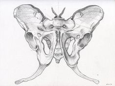 a pencil drawing of a butterfly's wings and back end, with the top part showing