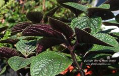 some green and purple leaves in a garden