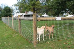 two dogs standing behind a wire fence in the grass