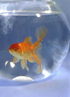 a goldfish swimming in an aquarium filled with water