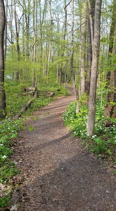 a dirt path in the woods with trees and flowers