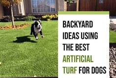 a black and white dog running across a lush green yard with the words backyard ideas using the best artificial turf for dogs