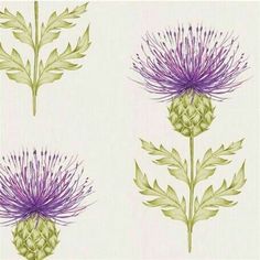 three different types of thistle flowers on a white background with green leaves and purple blooms