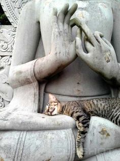 a cat laying on top of a statue next to it's paw and head