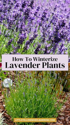 Our top tips for winterizing lavender plants! Learn essential winter care for outdoor lavender, including how to protect it in very cold regions. Get the best winter garden advice on pruning and caring for lavender during chilly months. Perfect for both beginner and avid gardeners, these tips will help keep your lavender healthy all winter. Add these helpful ideas to your gardening plans to ensure your lavender thrives year-round! Add these tips to your herb gardening tips. Raised Bed Herb Garden, Lavender Plant Care, Growing Herbs At Home, Herb Garden Wall, Potted Lavender, Herb Garden Planter, Lavender Plants, Outdoor Herb Garden