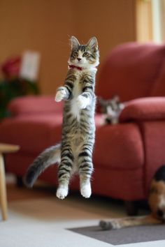 a cat is jumping up in the air