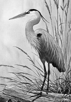 a black and white photo of a bird standing on a log in tall grass next to water