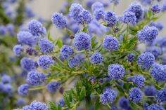 the blue flowers are blooming in the garden