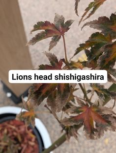 a close up of a leafy plant with the words lions head shiishgashirra on it