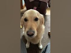 Golden Retriever wants attention